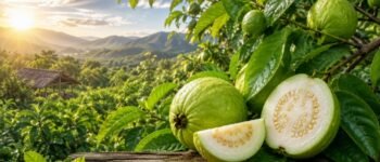Jambu Biji Muda Diseduh Jadi Teh, Benarkah Lebih Kaya Senyawa Bioaktif?