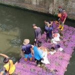 98 Ikan Sapu-sapu Diangkat dari Kali Olimo, Pemkot Jakbar Perangi Spesies Invasif