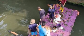 98 Ikan Sapu-sapu Diangkat dari Kali Olimo, Pemkot Jakbar Perangi Spesies Invasif