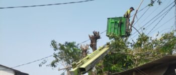Waspada Cuaca Ekstrem, 5.157 Pohon Rawan Tumbang di Jakarta Utara Ditoping