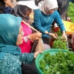Panen Bayam Brazil di Tengah Kota, Begini Cara Teknologi Sipbervina Bekerja