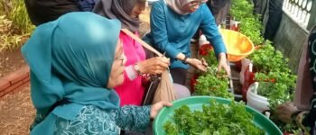 Panen Bayam Brazil di Tengah Kota, Begini Cara Teknologi Sipbervina Bekerja