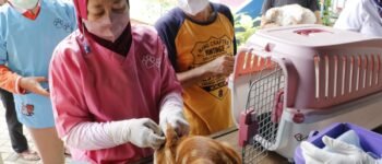 3.127 Hewan Sudah Divaksin Rabies di Jakarta Pusat, Target 6.000 Ekor Tahun Ini
