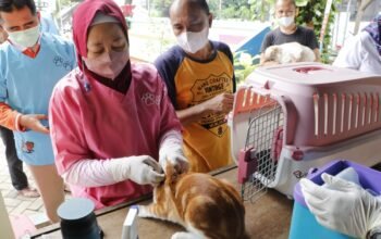 3.127 Hewan Sudah Divaksin Rabies di Jakarta Pusat, Target 6.000 Ekor Tahun Ini